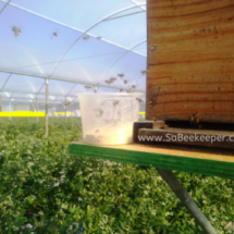 beehive and working honey bees with supplement feed, for blue berry tunnel