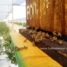 honey bees working from the brood box on the blue berry flowers