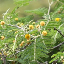 Thorn tree flowers