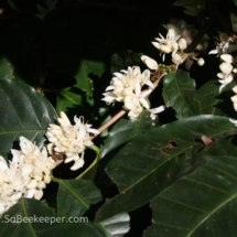 a branch of coffee tree flowers