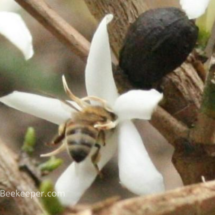 a coffee flower and a bean and foraging honey bee