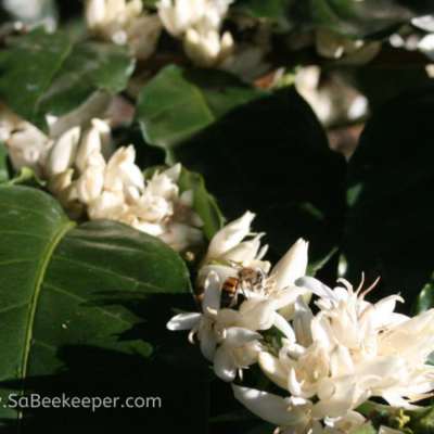 Bees Pollinate Aromatic Coffee Flowers