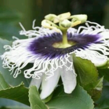 a flower of the passion fruit