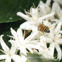 a honey bee getting some nectar