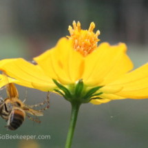 a spider caught a honey bee foraging.