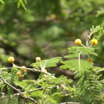 a thorn tree flower