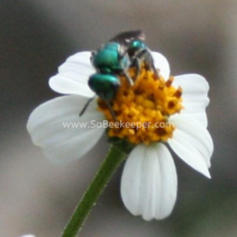 a tiny green sweat bee on a black jack flower.
