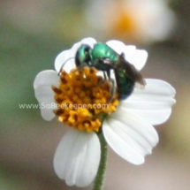 a tiny green sweat bee on tiny black jack flower
