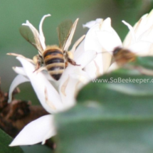 aromatic white coffee tree flowers