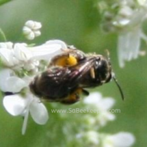 close up of this dark sweat bee with pollen