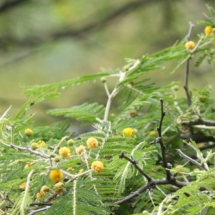 flowers from a thorn tree