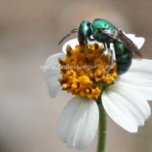 green sweat bee