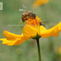 honey bee foraging on cosmos flowers (10)