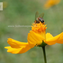 honey bee foraging on cosmos flowers (11)