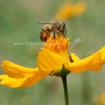 honey bee foraging on cosmos flowers (12)