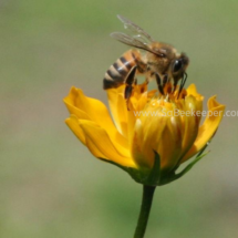 honey bee foraging on cosmos flowers (13)