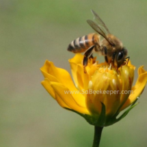 honey bee foraging on cosmos flowers (14)