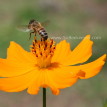 honey bee foraging on cosmos flowers (15)