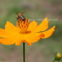 honey bee foraging on cosmos flowers (16)