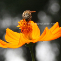 honey bee foraging on cosmos flowers (17)