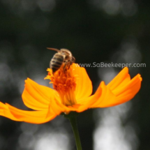 honey bee foraging on cosmos flowers (18)