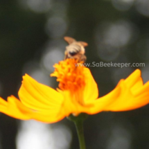 honey bee foraging on cosmos flowers (19)