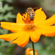 honey bee foraging on cosmos flowers (2)
