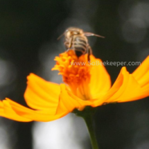 honey bee foraging on cosmos flowers (20)