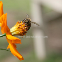 honey bee foraging on cosmos flowers (21)