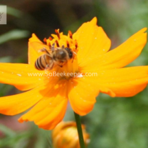 honey bee foraging on cosmos flowers