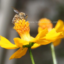 honey bee foraging on cosmos flowers (22)