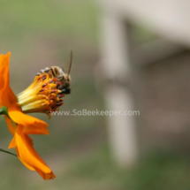honey bee foraging on cosmos flowers (23)