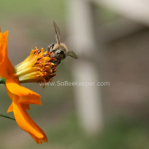 honey bee foraging on cosmos flowers (24)