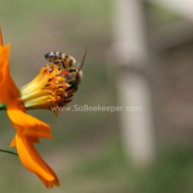 honey bee foraging on cosmos flowers (25)