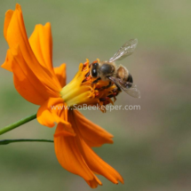 honey bee foraging on cosmos flowers (26)