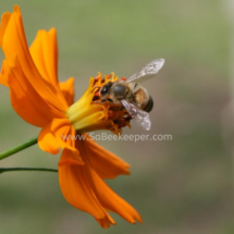 honey bee foraging on cosmos flowers (27)