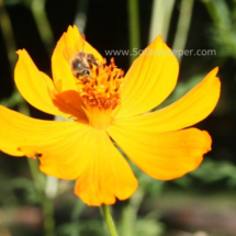 honey bee foraging on cosmos flowers (28)