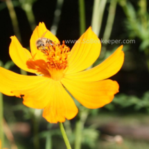 honey bee foraging on cosmos flowers (29)