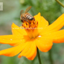 honey bee foraging on cosmos flowers (3)