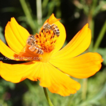 honey bee foraging on cosmos flowers (30)