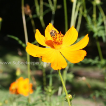 honey bee foraging on cosmos flowers (31)