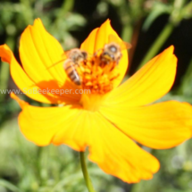 honey bee foraging on cosmos flowers (32)