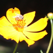 honey bee foraging on cosmos flowers (33)