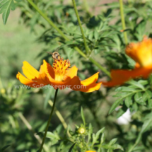 honey bee foraging on cosmos flowers (34)
