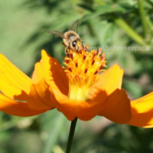 honey bee foraging on cosmos flowers (35)