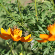 honey bee foraging on cosmos flowers (36)