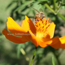 honey bee foraging on cosmos flowers (37)