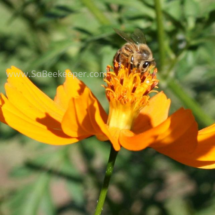 honey bee foraging on cosmos flowers (38)