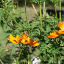 honey bee foraging on cosmos flowers (39)