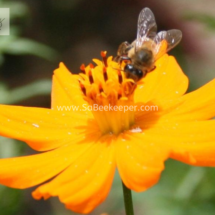 honey bee foraging on cosmos flowers (4)